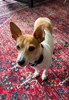 A dog named Frida