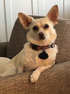 Dog named Pearl